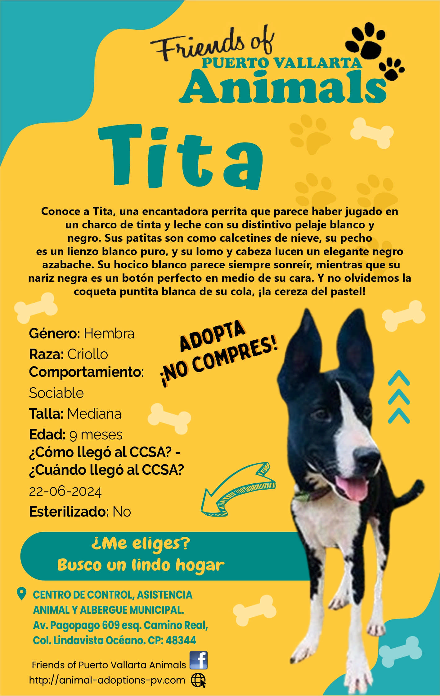 anuncio de Puerto vallartaanimals?titaconoce a tita, una encantadora perrita que parece haber jugado enun charco de tinta y leche con su distintivo pelaje blanco ynegro. sus patitas son como calcetines de nieve, su pechoes un lienzo blanco puro, y su lomo y cabeza lucen un elegante negroazabache. su hocico blanco parece siempre sonreir, mientras que sunariz negra es un boton perfecto en medio de su cara. y no olvidemos lacoqueta puntita blanca de su cola, ila cereza del pastel!genero: hembraraza: criollocomportamiento:coptpqts\sociabletalla: medianaedad: 9 meses?como llego al ccsa? -?cuando llego al ccsa?22-06-2024esterilizado: no?me eliges?bosco on lindo hogar9 centro control, asistenciaanimal y albergue municipal.av. pagopago 609 esq. camino real,col. lindavista oceano. cp: 48344friends of puerto vallarta animalshttp://animal-adoptions-pv.com/411-\