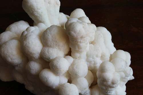 imagen de Coral fosilizado _1