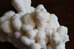 imagen de Coral fosilizado _1