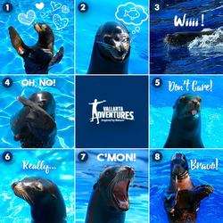 imagen de PROGRAMAS CON DELFINES_1