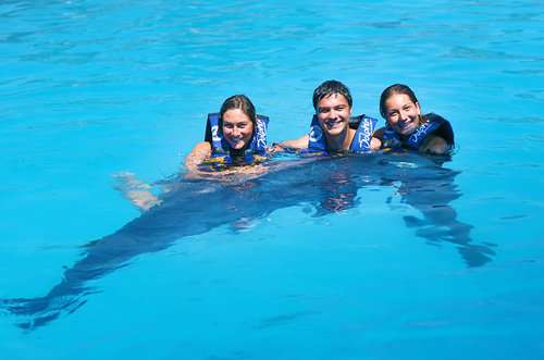 imagen de Nada con Delfines _1