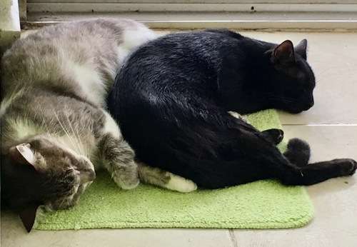 imagen de Busco Rentar  2R/2B en Vallarta, No Nuevo Vta._1