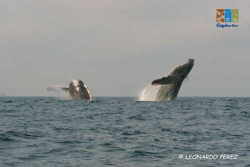 imagen de AVISTAMIENTO DE BALLENAS_1