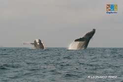 imagen de AVISTAMIENTO DE BALLENAS_1