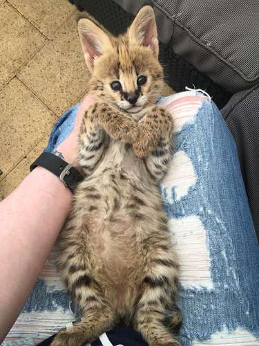 imagen de Socialized F1 y F2 Savannah Kittens Available ?_1
