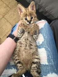 imagen de Socialized F1 y F2 Savannah Kittens Available ?_1