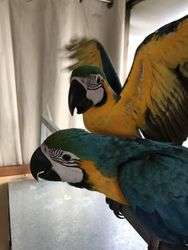 imagen de Loros guacamayos azules y dorados_1