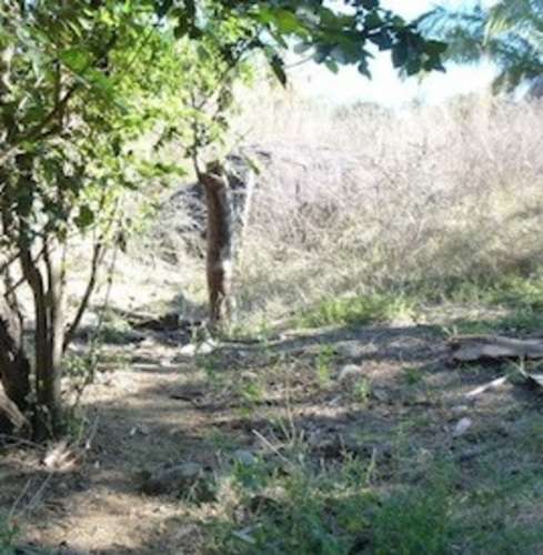 imagen de AUMENTA LA PLUSVALIA TEPIC NAYARIT_1