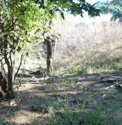 imagen de AUMENTA LA PLUSVALIA TEPIC NAYARIT_1