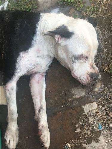 imagen de Ayudame te necesito_1