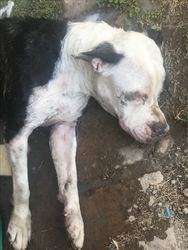 imagen de Ayudame te necesito_1