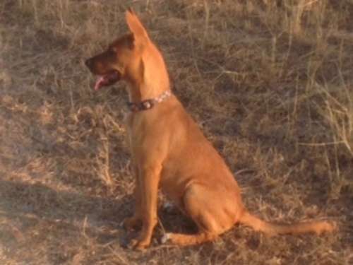 imagen de Hermosa Perrita en adopcion gratis _1