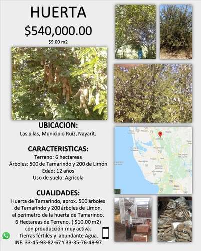 imagen de Vendo Huerta de Tamarindos_1