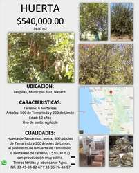 imagen de Vendo Huerta de Tamarindos_1