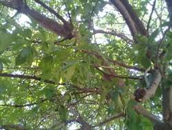 imagen de Casa con terreno en bosque del centinela Zapopan J_1