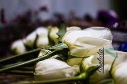 imagen de Libelula Agency_1