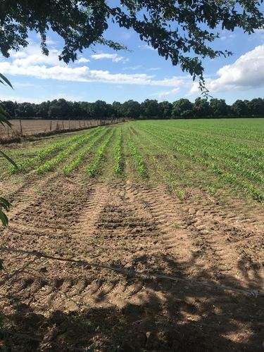 imagen de REMATO DOS HA A BORDO DE AVENIDA_1