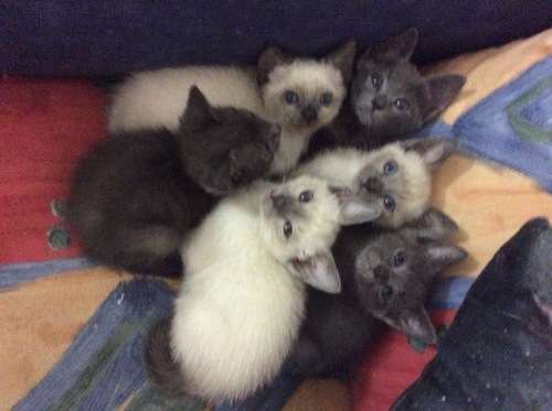 imagen de Cuido animales _1