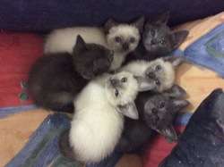 imagen de Cuido animales _1