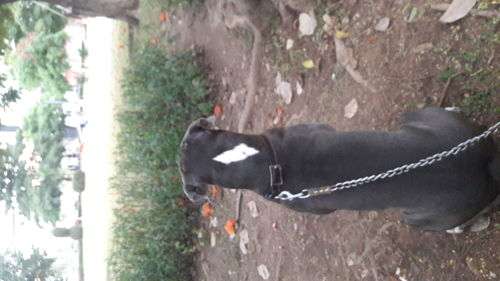 imagen de Perro extraviado_1