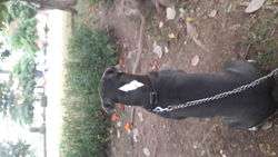 imagen de Perro extraviado_1