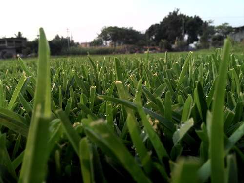 imagen de PASTO EN ROLLO san agustin, bermuda y kikuyo_1