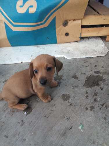 imagen de Perritos Salchicha_1