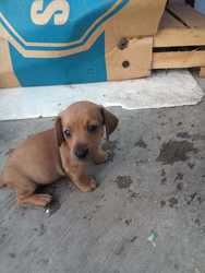 imagen de Perritos Salchicha_1