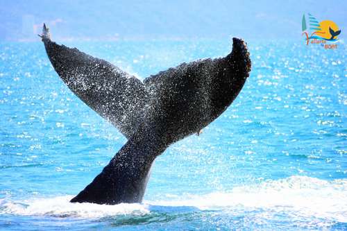 imagen de Avistamiento de Ballenas _1