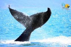 imagen de Avistamiento de Ballenas _1