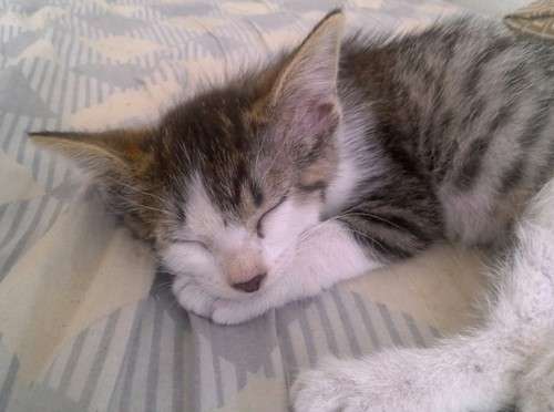 imagen de Free kittens_1