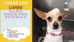 imagen de Lunes al 2x1 o 2x1 1/2 en Banos Caninos_1