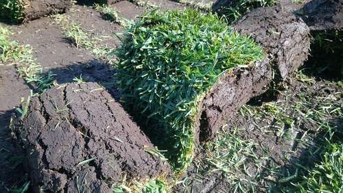 imagen de Venta de pasto en rollo natural Jonacatepec_1