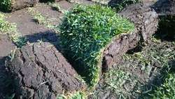 imagen de Venta de pasto en rollo natural Jonacatepec_1