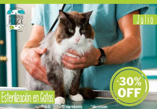 imagen de 30% OFF en ESTERILIZACION en Gatos _1