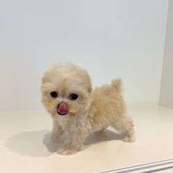 imagen de toy poodle for sale_1