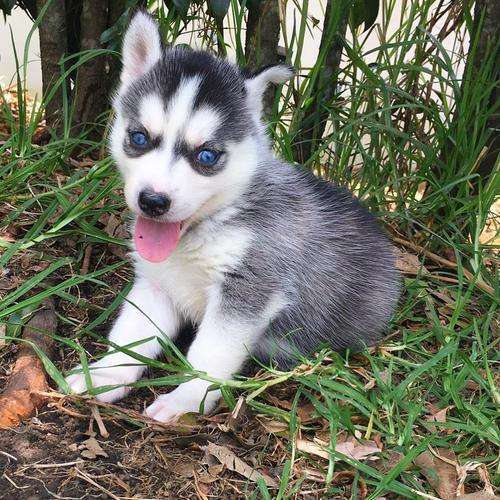imagen de Husky siberiano masculino y femenino_1
