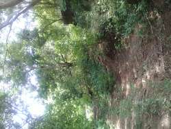 imagen de Se vende terreno en San Francisco Nay_1