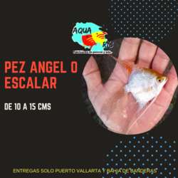 imagen de PEZ ANGEL O ESCALAR_1