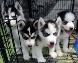 imagen de Siberian Huskies For Adoption_1
