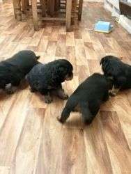 imagen de Rottweiler puppies_1