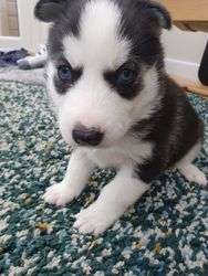 imagen de Siberian Husky Puppies_1