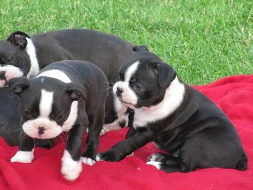 imagen de Boston Terrier Puppies_1