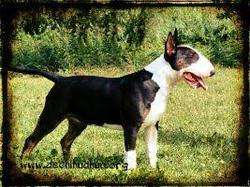 imagen de Bull Terrier Macho_1