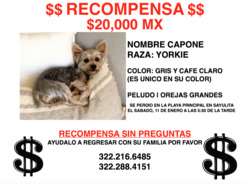 imagen de $20 MIL PESOS RECOMPENSA $_1