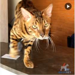 imagen de Bravecto para gatos_1