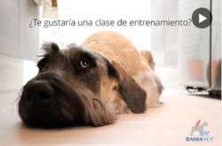 imagen de clase de entrenamiento canino_1