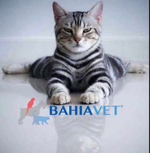 imagen de alimento ideal para tu mascota_1