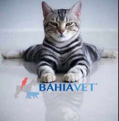 imagen de alimento ideal para tu mascota_1