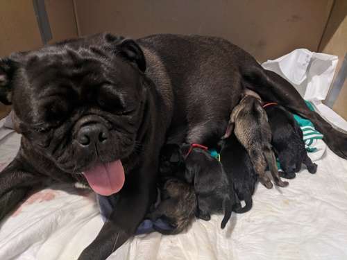 imagen de Pug cachorra negra_1